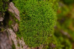 Syntrichia virescens