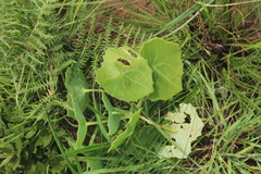 Senecio oxyriifolius