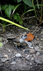 Stizoptera bichenovii