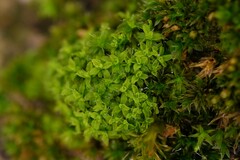 Syntrichia virescens