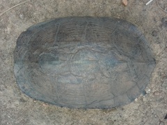 Melanochelys trijuga
