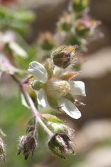 Potentilla caulescens