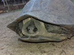 Melanochelys trijuga