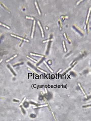 Pseudanabaena