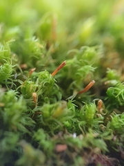 Ulota crispa
