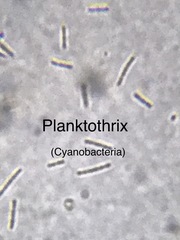 Pseudanabaena