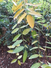 Styphnolobium japonicum