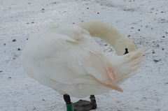 Cygnus olor