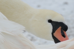 Cygnus olor