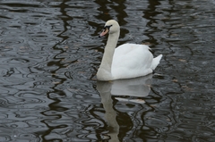 Cygnus olor
