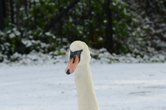Cygnus olor