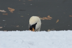 Cygnus olor