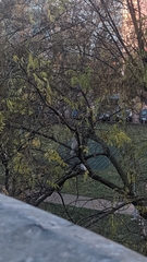 Streptopelia decaocto