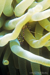 Periclimenes yucatanicus