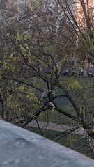 Streptopelia decaocto