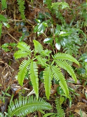 Dicranopteris pedata