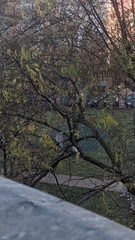 Streptopelia decaocto