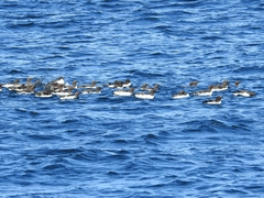 Uria aalge hyperborea