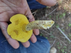 Suillus collinitus