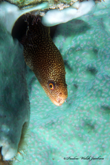 Gymnothorax miliaris