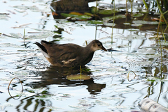 Gallinula chloropus chloropus