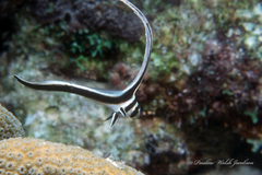 Eques punctatus