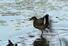 Gallinula chloropus chloropus
