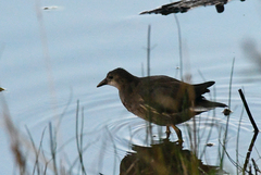 Gallinula chloropus chloropus