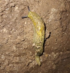 Limacus