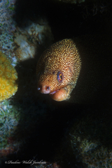 Gymnothorax miliaris