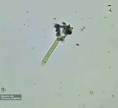 Oscillatoriaceae