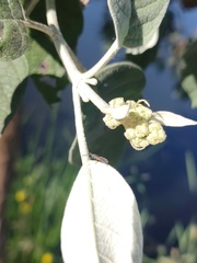 Stenomacra marginella