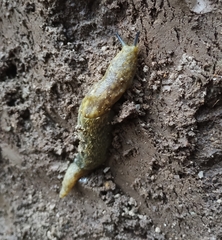Limacus