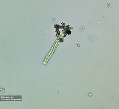 Oscillatoriaceae