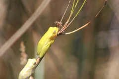 Hyperolius semidiscus