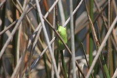 Hyperolius semidiscus