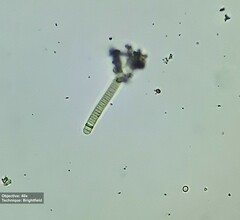 Oscillatoriaceae