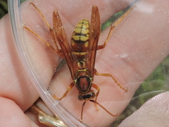 Polistes apachus texanus