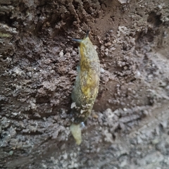 Limacus
