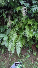 Microlepia hookeriana