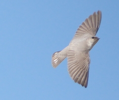 Ptyonoprogne fuligula