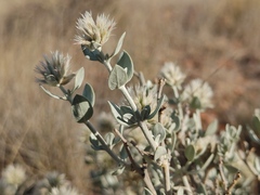 Leucosphaera bainesii