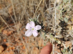 Barleria rigida