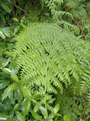 Microlepia speluncae