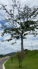 Ceiba