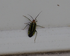 Poecilocapsus lineatus