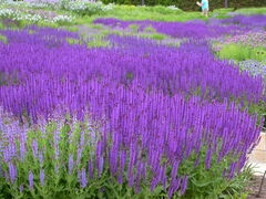 Salvia × sylvestris