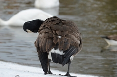 Branta canadensis