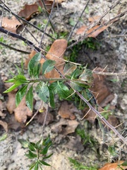 Castela erecta
