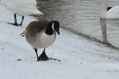 Branta canadensis